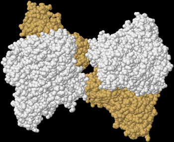 Phosphofructokinase von Saccharomyces cerevisiae aus der Protein Data Bank